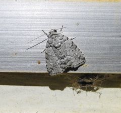Blenina lichenopa