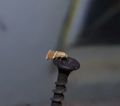 Eublemma lozostropha