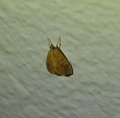 Hyalobathra brevialis