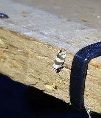 Prepocosma schalidota