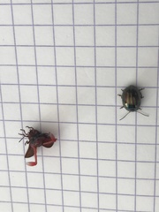 Chrysolina americana