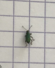 Pachyrhinus lethierryi