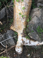 Gyrocarpus americanus