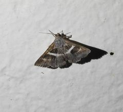 Grammodes