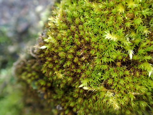 Vinealobryum vineale observed 2026-05-04