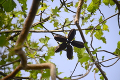 Brachychiton australis