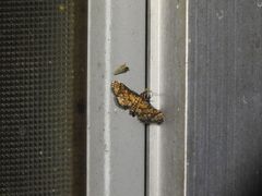 Metasia polytima