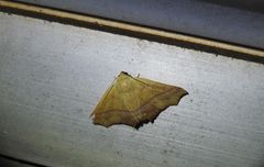 Xanthanomis fuscifrons