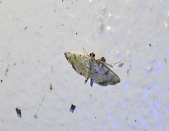 Pycnarmon