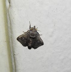 Pygmaeomorpha modesta