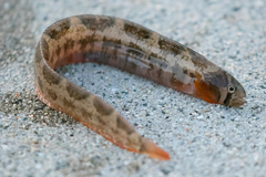 Pholis ornata