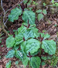 Trillium kurabayashii