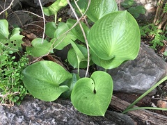 Proiphys amboinensis