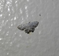 Epiplema conflictaria