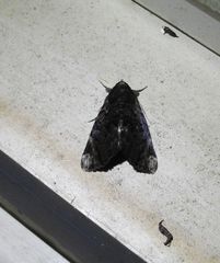 Catephia linteola