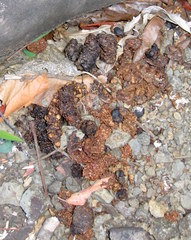 Paradoxurus musangus