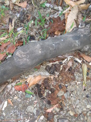 Paradoxurus musangus