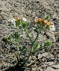 Tournefortia sibirica