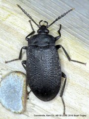 Penthe pimelia