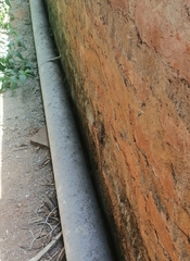 Calotes versicolor