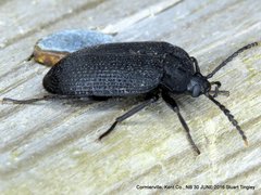 Penthe pimelia