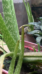 Aloe vera