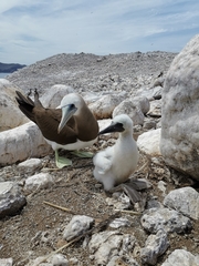 Sula leucogaster brewsteri