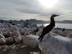 Sula leucogaster brewsteri