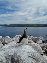 Sula leucogaster brewsteri