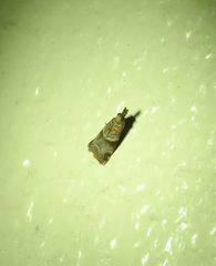 Calguia defiguralis