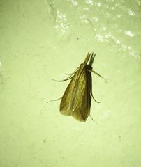 Scirpophaga nivella