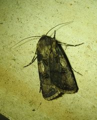 Agrotis interjectionis