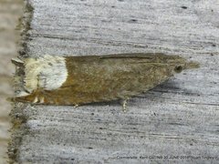 Ancylis tineana