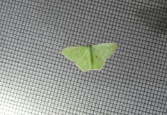 Metallochlora ametalla