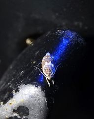 Piloprepes
