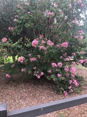 Lagerstroemia indica