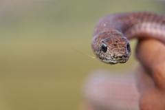 Masticophis anthonyi