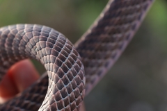 Masticophis anthonyi