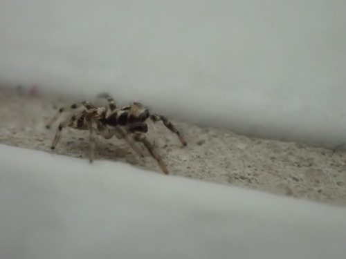 Zebra Jumping Spider