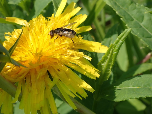 Dusky Bog Fly photo 2