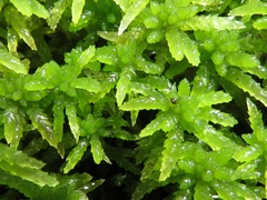 Sphagnum cristatum
