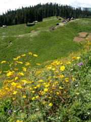 Potentilla pimpinelloides
