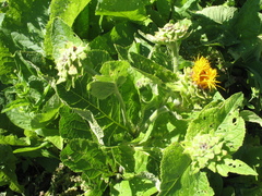 Inula magnifica