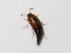 Tachyporus dispar
