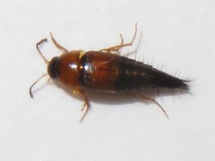 Tachyporus dispar