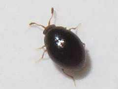Orthoperus atomarius