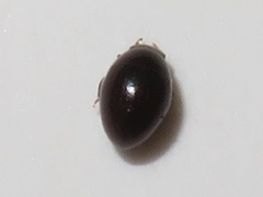 Megasternum concinnum