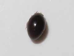 Megasternum concinnum