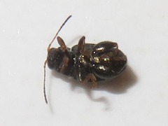 Chaetocnema hortensis