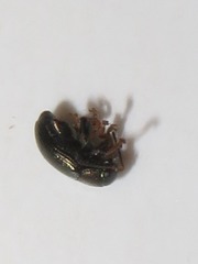 Chaetocnema hortensis